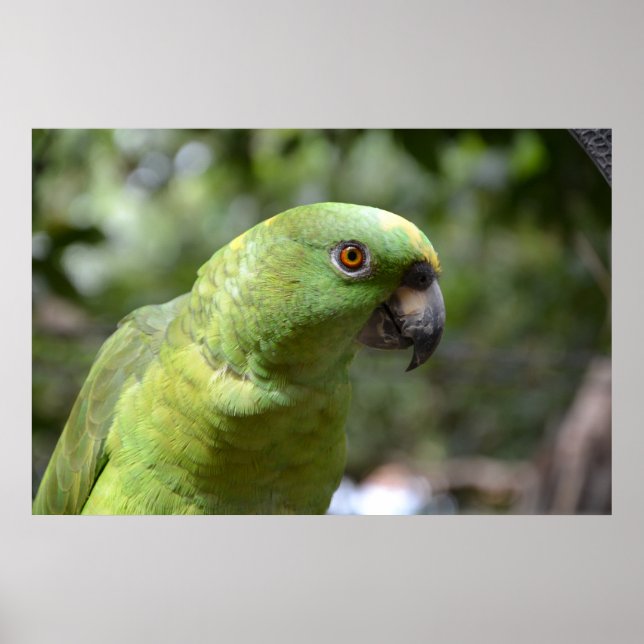 The Curious Parrot Poster (Front)