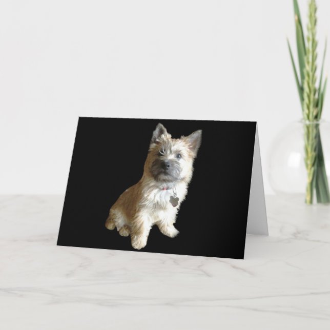 The Cutest Cairn Terrier Ever!  Cuter than Toto! Card (Front)