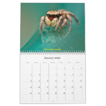 The Cutest Jumping Spiders