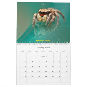 The Cutest Jumping Spiders Calendar