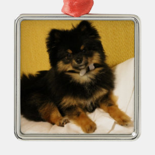 The cutest Pomeranian Metal Tree Decoration