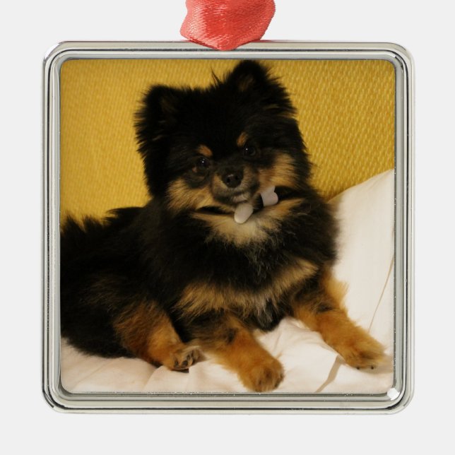 The cutest Pomeranian Metal Tree Decoration (Front)