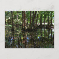 The Cypress Trees 2