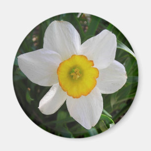 The Daffodil Magnet