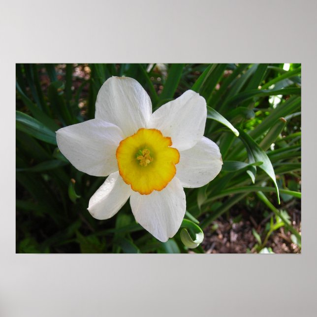 The Daffodil Poster (Front)