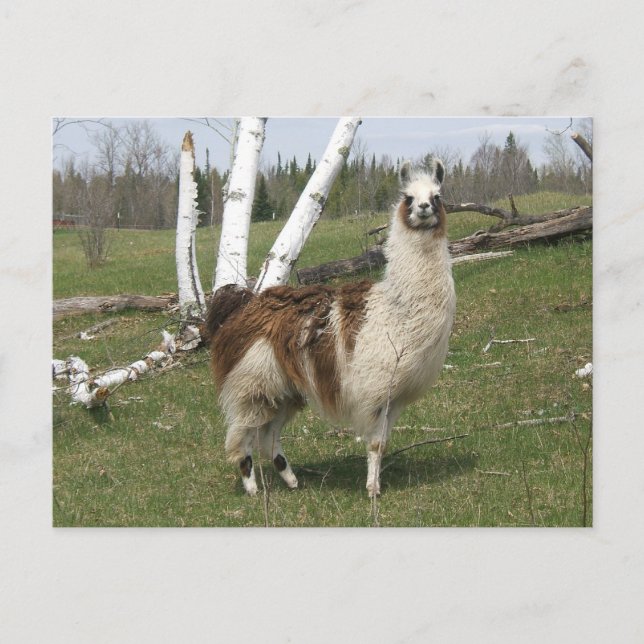 THE DAILY LLAMA POSTCARD (Front)