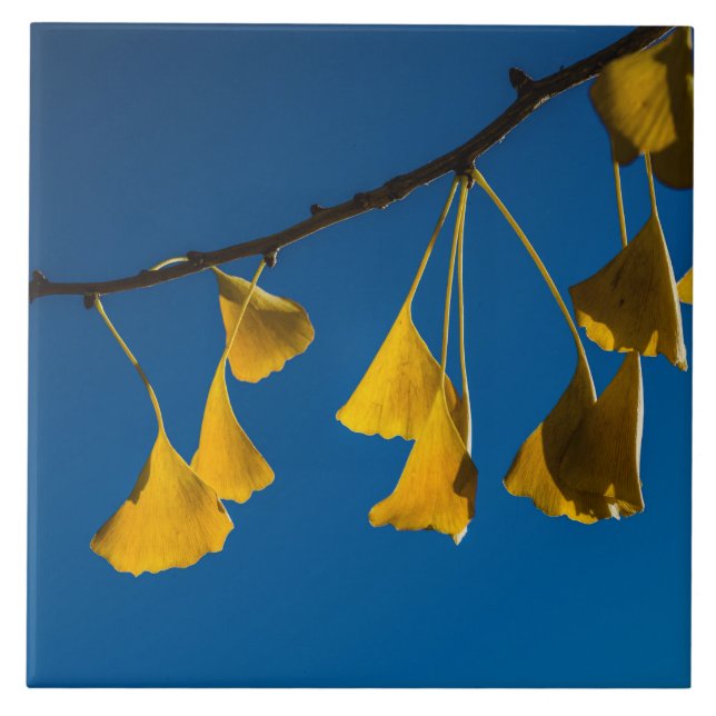 The Dance in the Fall Tile (Front)