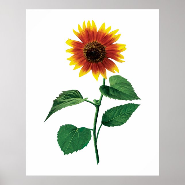 The Dancing Sunflower Poster (Front)