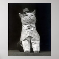 The Dapper Cat, 1906. Vintage Photo