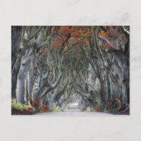THE DARK HEDGES, BALLYMONEY, IRELAND