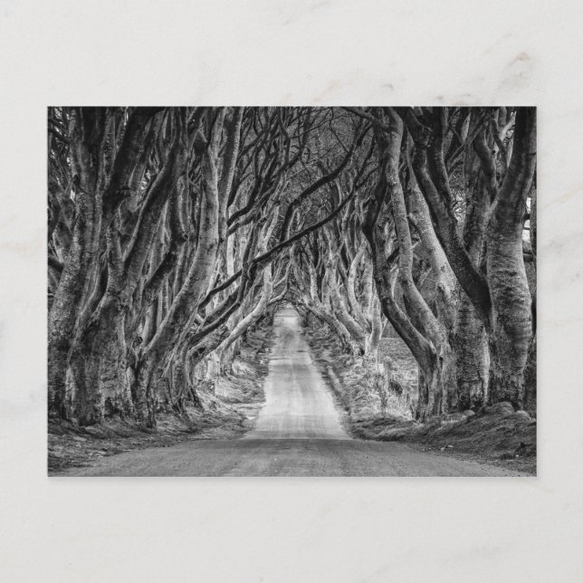 THE DARK HEDGES, CO. ANTRIM, NORTHERN IRELAND POSTCARD (Front)