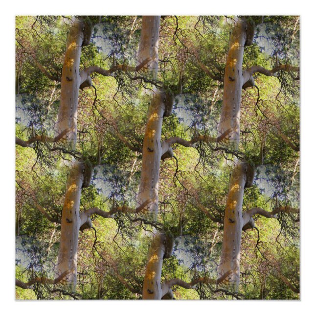 The Day of the Trees... Poster (Front)