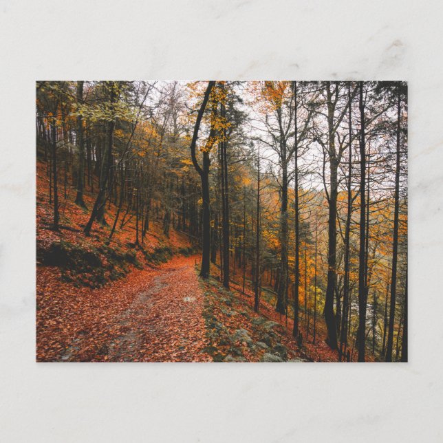 THE DEVIL'S GLEN, WICKLOW MOUNTAINS, IRELAND POSTCARD (Front)