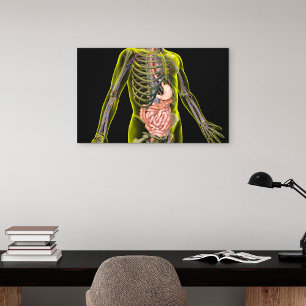 The Digestive System Canvas Print