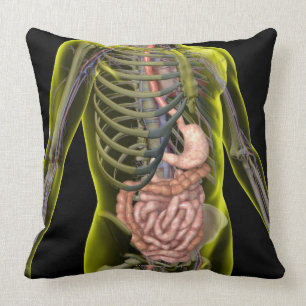The Digestive System Cushion