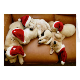 The dog days of Christmas