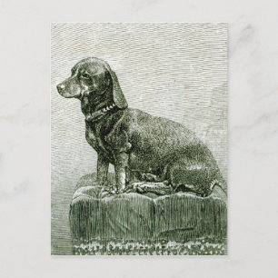 The Dog Jacob Postcard