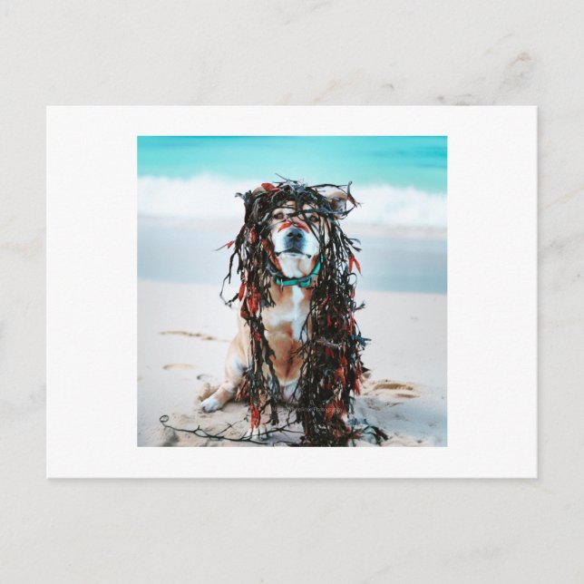 The dog with Seaweed in her hair Holiday Postcard (Front)