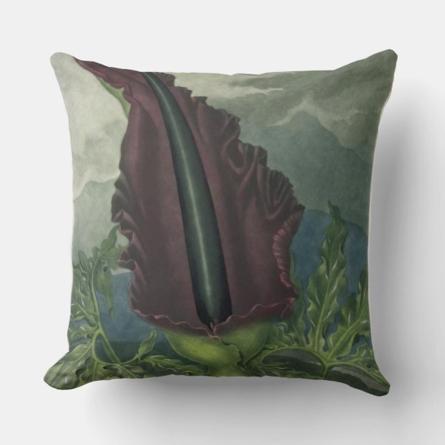 The Dragon Arum, engraved by Ward, from 'The Templ Cushion (Front)
