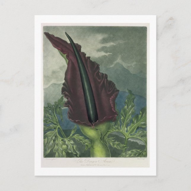 The Dragon Arum, engraved by Ward, from 'The Templ Postcard (Front)