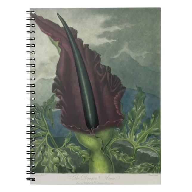 The Dragon Arum, engraved by Ward, from 'The Templ Spiral Notebook (Front)
