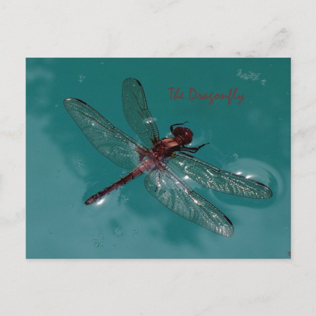 The Dragonfly Postcard (Front)
