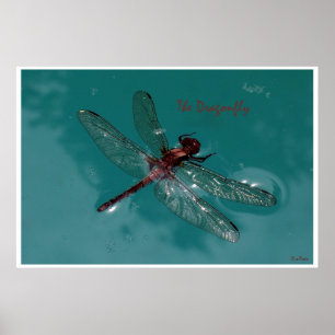 The Dragonfly Poster
