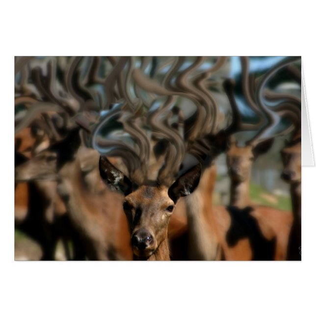 The Dreams of Deer (Front Horizontal)