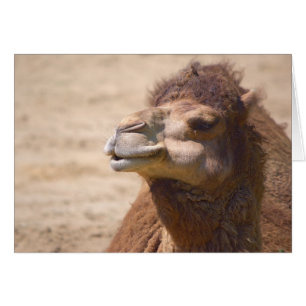 The dromedary camel - Card