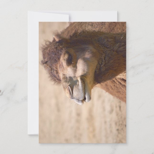 The dromedary camel - Invitation (Front)