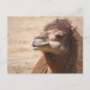 The dromedary camel - Postcard