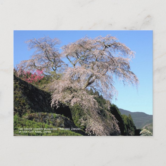 The droop cherry blossom "Matabei Zakura" Postcard (Front)