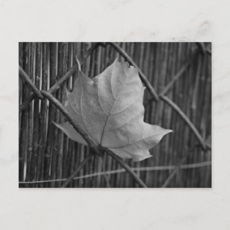 The Dry Maple Leaf - Postcard