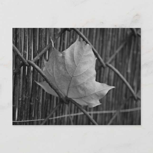 The Dry Maple Leaf - Postcard (Front)
