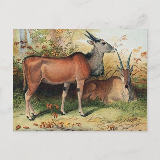 The Eland by Joseph Wolf Postcard (Front)