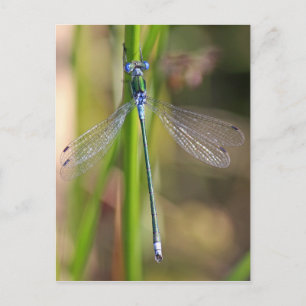 The Emerald Damselfly Postcard