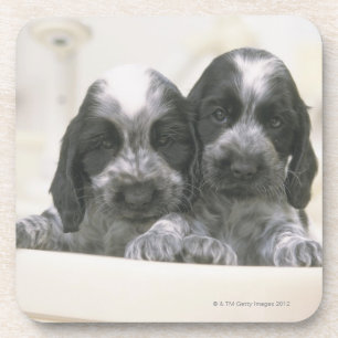 The English Cocker Spaniel is a breed of dog. It Coaster