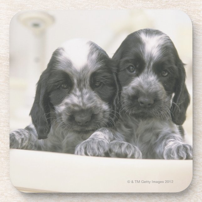 The English Cocker Spaniel is a breed of dog. It Coaster (Front)