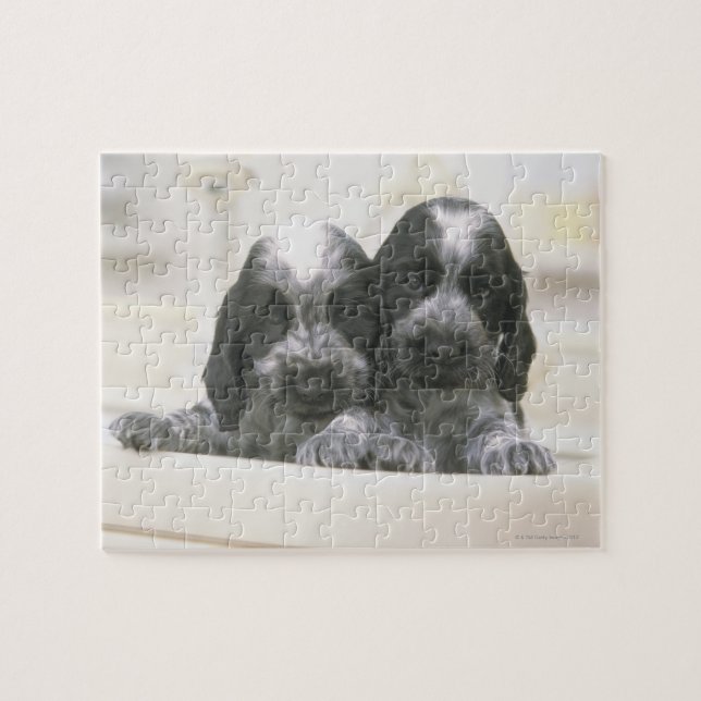 The English Cocker Spaniel is a breed of dog. It Jigsaw Puzzle (Horizontal)