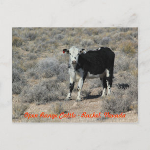 The ET Highway Cattle Nevada Postcard