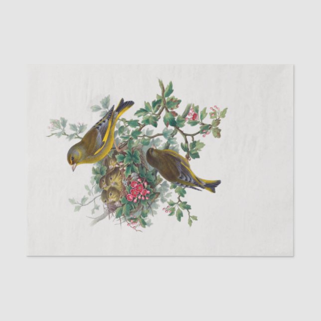 The European greenfinch Decoupage Tissue Paper (Front)