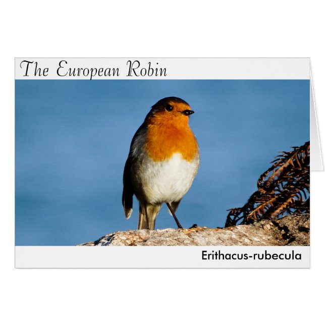 The European Robin (Front Horizontal)