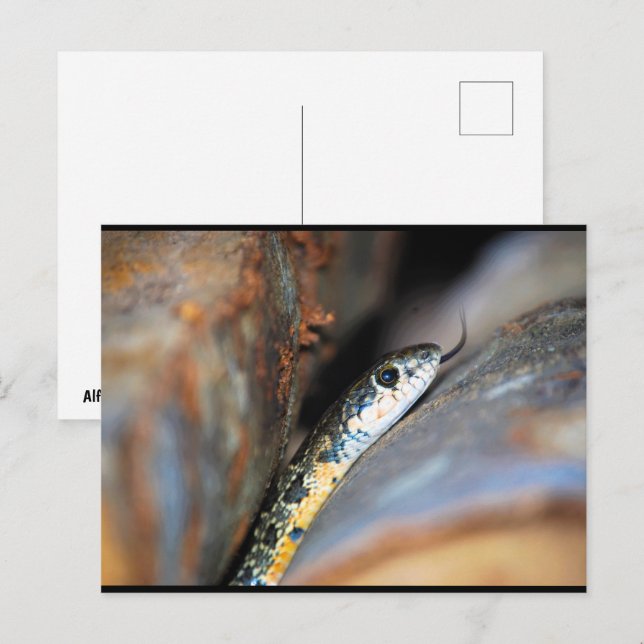 The Evasive Horseshoe Whip Snake Postcard (Front/Back)
