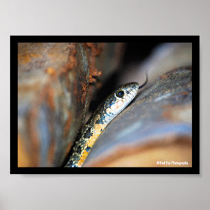The Evasive Horseshoe Whip Snake Poster