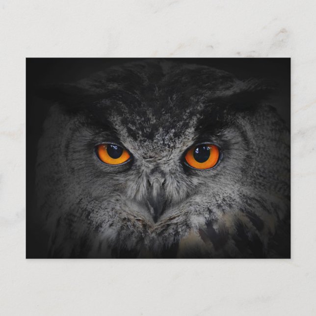 The Evil Eyes. ( Eagle Owl, Bubo Bubo) Postcard (Front)