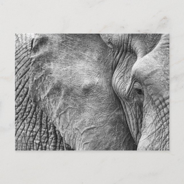 The eye of an elephant postcard (Front)