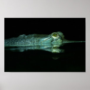 The Eye Of The Gharial Poster