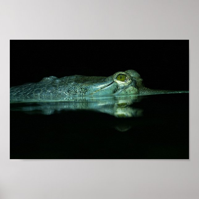 The Eye Of The Gharial Poster (Front)