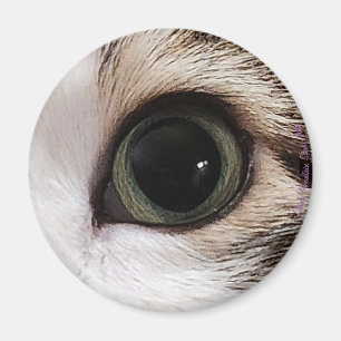 "The Eyes Have It" cat eye #2 magnet