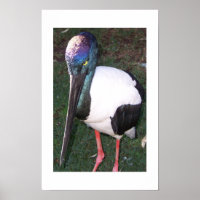 The Eyes That Follow Australia Colour Photography